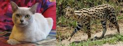European Burmese vs African Serval - Breed Comparison