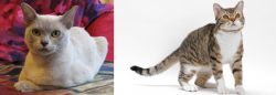 European Burmese vs American Wirehair - Breed Comparison