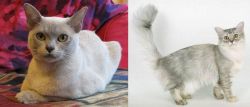 European Burmese vs Asian Semi-Longhair - Breed Comparison