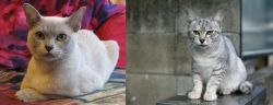 European Burmese vs Australian Mist - Breed Comparison