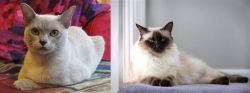 European Burmese vs Balinese - Breed Comparison