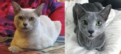 European Burmese vs Blue Russian - Breed Comparison