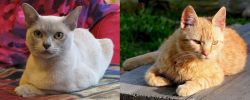 European Burmese vs Brazilian Shorthair - Breed Comparison