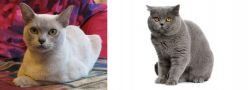 European Burmese vs British Shorthair - Breed Comparison