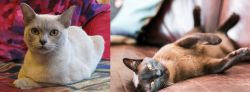 European Burmese vs Burmese - Breed Comparison