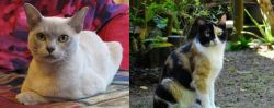 European Burmese vs Calico - Breed Comparison