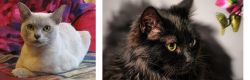 European Burmese vs Chantilly/Tiffany - Breed Comparison