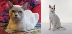 European Burmese vs Cornish Rex - Breed Comparison