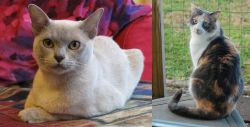 European Burmese vs Dilute Calico - Breed Comparison