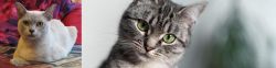 European Burmese vs Domestic Shorthaired Cat - Breed Comparison