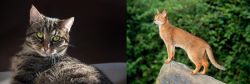 European Shorthair vs Abyssinian - Breed Comparison