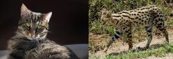 European Shorthair vs African Serval - Breed Comparison