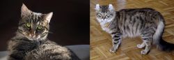 European Shorthair vs American Curl - Breed Comparison