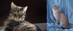 European Shorthair vs American Keuda - Breed Comparison