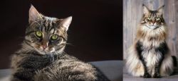 European Shorthair vs American Longhair - Breed Comparison