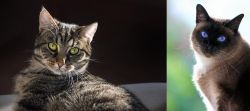 European Shorthair vs Applehead Siamese - Breed Comparison