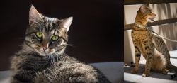 European Shorthair vs Ashera - Breed Comparison