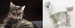 European Shorthair vs Asian Semi-Longhair - Breed Comparison