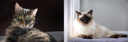 European Shorthair vs Balinese - Breed Comparison
