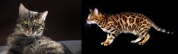 European Shorthair vs Bengal - Breed Comparison