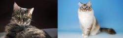 European Shorthair vs Birman - Breed Comparison