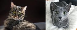 European Shorthair vs Blue Russian - Breed Comparison
