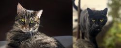 European Shorthair vs Bombay - Breed Comparison