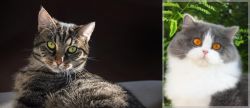 European Shorthair vs British Longhair - Breed Comparison