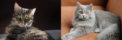 European Shorthair vs British Semi-Longhair - Breed Comparison