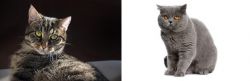 European Shorthair vs British Shorthair - Breed Comparison