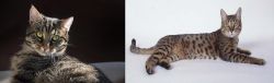 European Shorthair vs California Spangled Cat - Breed Comparison
