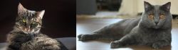 European Shorthair vs Chartreux - Breed Comparison