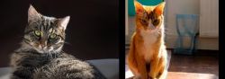 European Shorthair vs Chausie - Breed Comparison