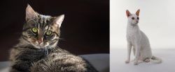 European Shorthair vs Cornish Rex - Breed Comparison
