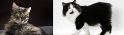 European Shorthair vs Cymric - Breed Comparison