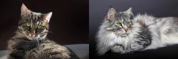 European Shorthair vs Domestic Longhaired Cat - Breed Comparison