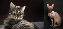 European Shorthair vs Don Sphynx - Breed Comparison
