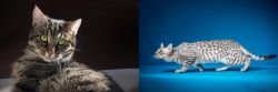 European Shorthair vs Egyptian Mau - Breed Comparison