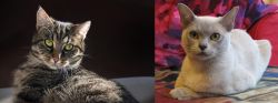 European Shorthair vs European Burmese - Breed Comparison