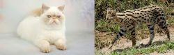 Exotic Shorthair vs African Serval - Breed Comparison
