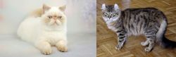 Exotic Shorthair vs American Curl - Breed Comparison