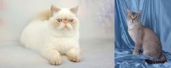 Exotic Shorthair vs American Keuda - Breed Comparison