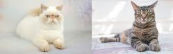 Exotic Shorthair vs American Polydactyl - Breed Comparison