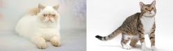 Exotic Shorthair vs American Wirehair - Breed Comparison