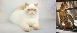 Exotic Shorthair vs Ashera - Breed Comparison
