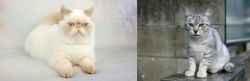 Exotic Shorthair vs Australian Mist - Breed Comparison