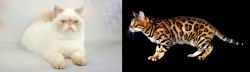 Exotic Shorthair vs Bengal - Breed Comparison