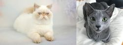 Exotic Shorthair vs Blue Russian - Breed Comparison