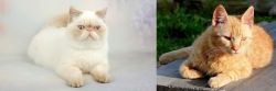 Exotic Shorthair vs Brazilian Shorthair - Breed Comparison
