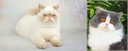 Exotic Shorthair vs British Longhair - Breed Comparison